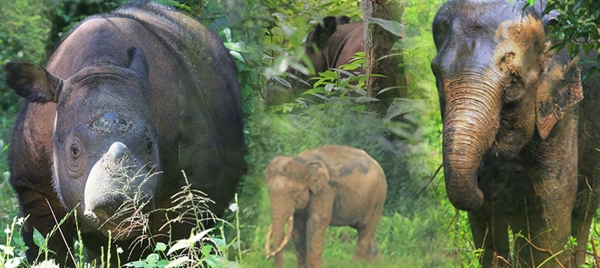 Selamatkan Badak dan Gajah Sumatera di TNBBS